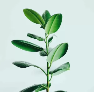 A plant simbolising law firm's digital transformation